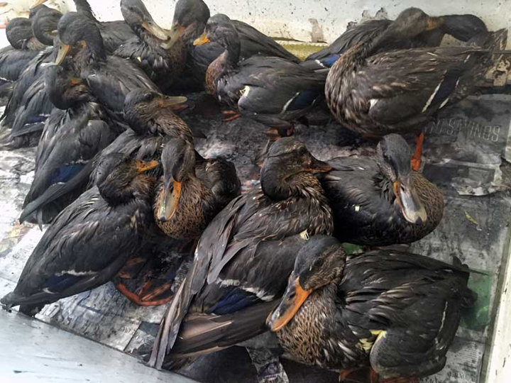 Some ducks have died after being covered in oil in Mimico Creek July 13, 2015.