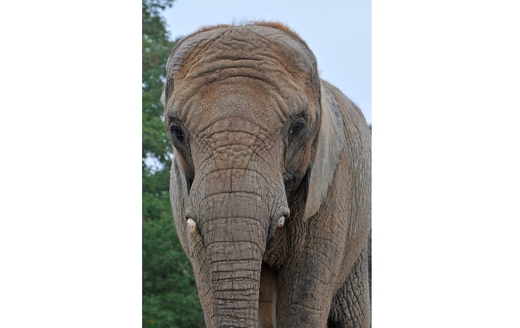 46-year-old Iringa was humanely euthanized Wednesday following a history of degenerative joint and foot disease.