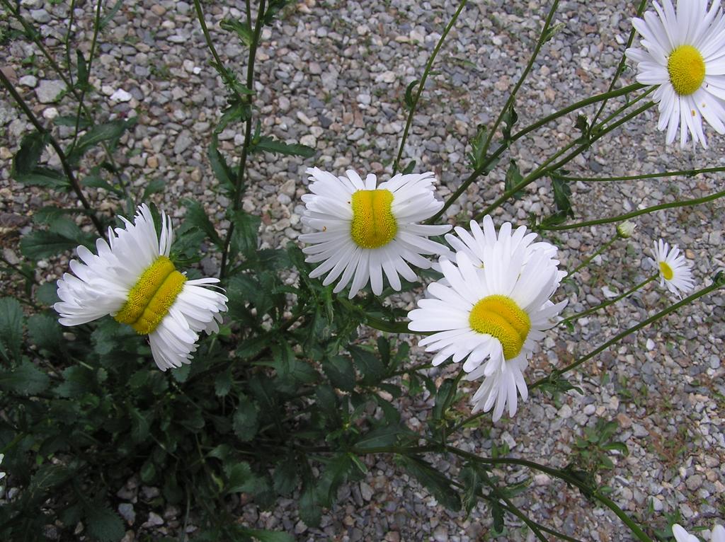 This photo of flowers near Fukushima went viral stoking fears it was affected by radiation.
