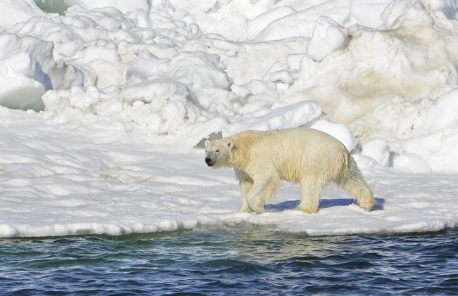FILE - In this June 15, 2014 file photo, a polar bear dries off after taking a swim in the Chukchi Sea in Alaska. About a third of the world's polar bears could be in imminent danger from greenhouse gas emissions in as soon as a decade, a U.S. government report shows.
