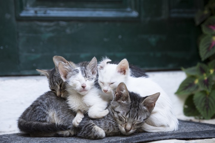 A file photo of kittens (not the ones found in the Quebec City home).
