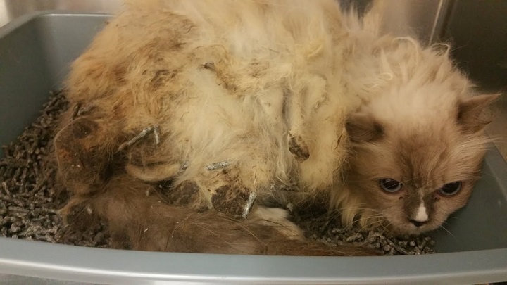 Toronto Cat Rescue says the cats found in the house were in "deplorable conditions.".