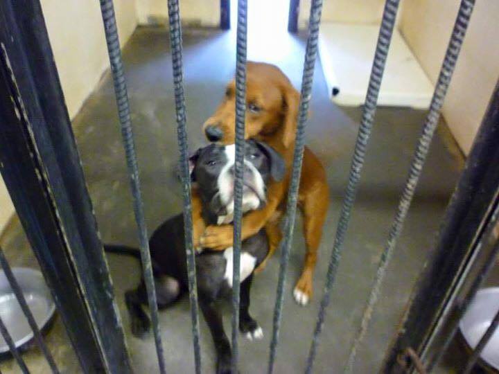 This photo of two dogs "hugging" went viral and allegedly led to the rescue of both animals.
