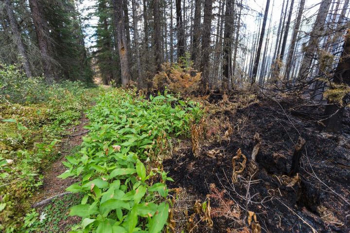 All areas of the Maligne Valley in Jasper National Park will be open Tuesday, July 28, 2015.