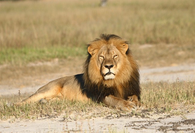 In this undated photo provided by the Wildlife Conservation Research Unit, Cecil the lion rests in Hwange National Park, in Hwange, Zimbabwe. Two Zimbabweans arrested for illegally hunting a lion appeared in court Wednesday, July 29, 2015. The head of Zimbabwe’s safari association said the killing was unethical and that it couldn’t even be classified as a hunt, since the lion killed by an American dentist was lured into the kill zone. 
