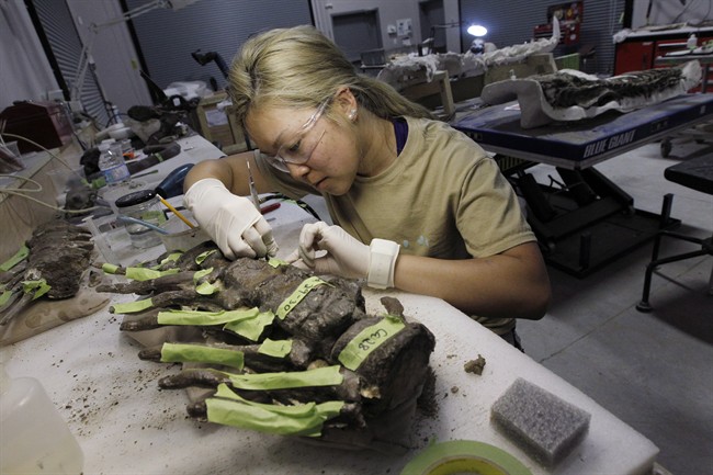Karen Lee works on a tail of a Thescelosaurus Neglectus fossil at Research Casting International in Trenton, Ont., on Thursday, July 16, 2015. Research Casting International makes dinosaurs replicas for many museum around the world. 
