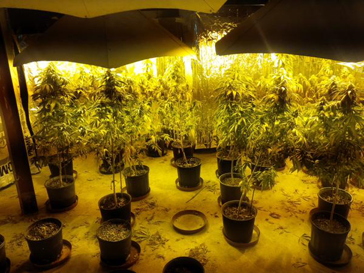 A photo of the 104 marijuana plants seized  by police from the London, Ont. home. 