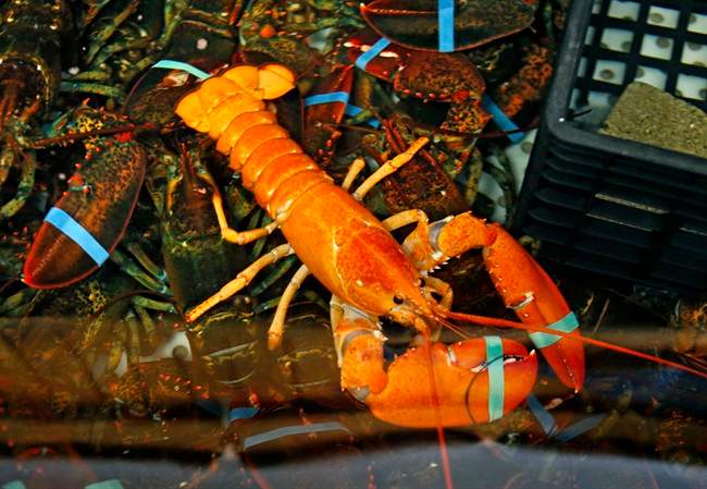 RCMP investigates theft of two tonnes of live lobster - image