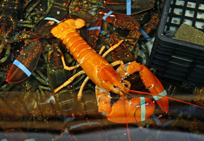 RCMP investigates theft of two tonnes of live lobster - image