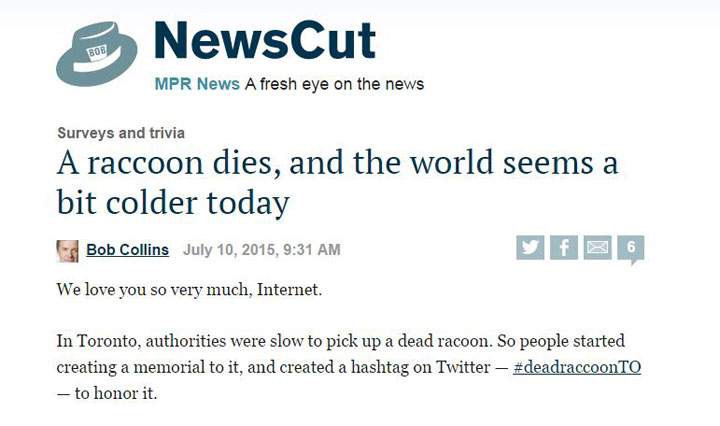 The day the world paid attention to Toronto’s dead raccoon - image