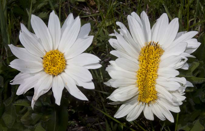 An example of a fasciated flower in Idaho