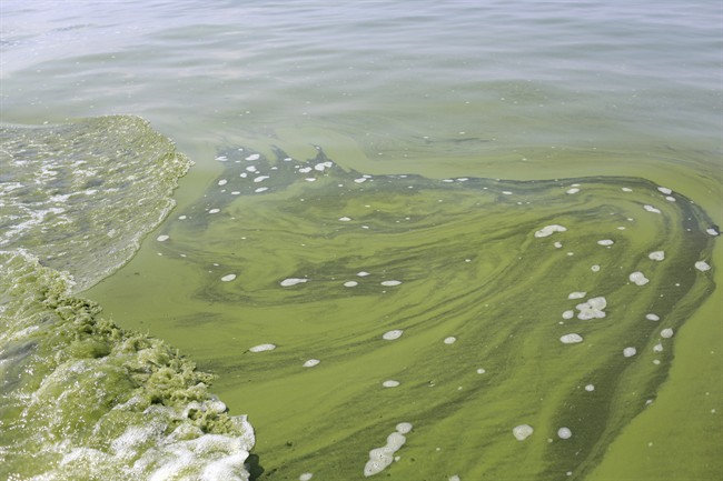 FILE- This Aug. 3, 2014 file photo shows Algae near the City of Toledo water intake crib, in Lake Erie, about 2.5 miles off the shore of Curtice, Ohio. 