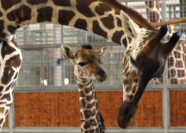 In this April 14, 2015, file photo, provided by the Dallas Zoo, a calf and its mother stand in the maternity stall at the zoo, in Dallas.