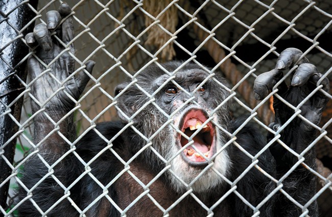 This Oct. 29, 2014, file photo shows Tommy, a chimpanzee, smiling at his home in Gloversville, N.Y. 