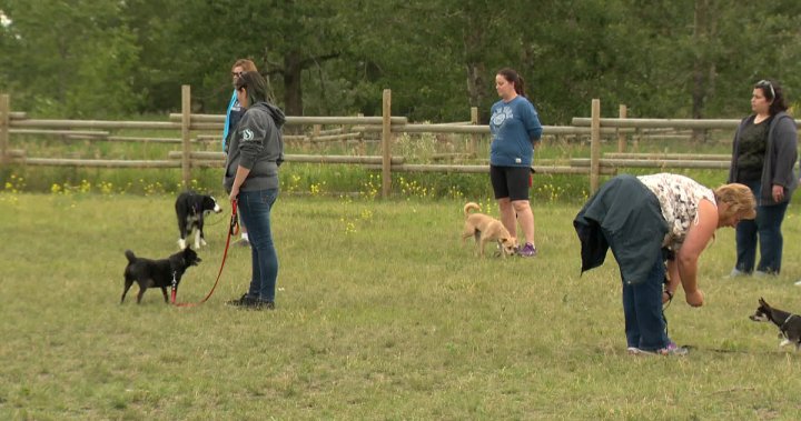 Calgary committee endorses free dog-walker permit