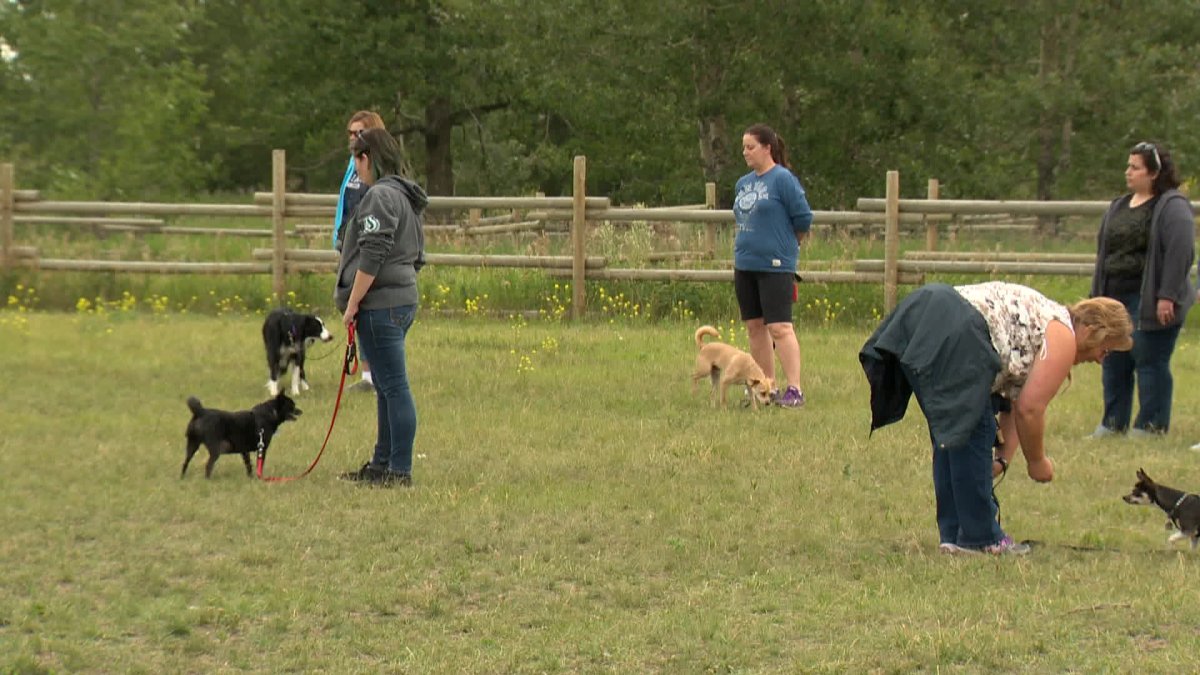 Calgary dog owners learning how to control their pets.