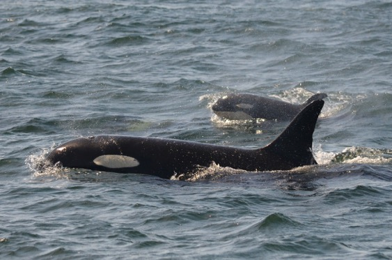 PHOTOS: Orca ‘preschool’ in the Salish Sea is good news for endangered ...