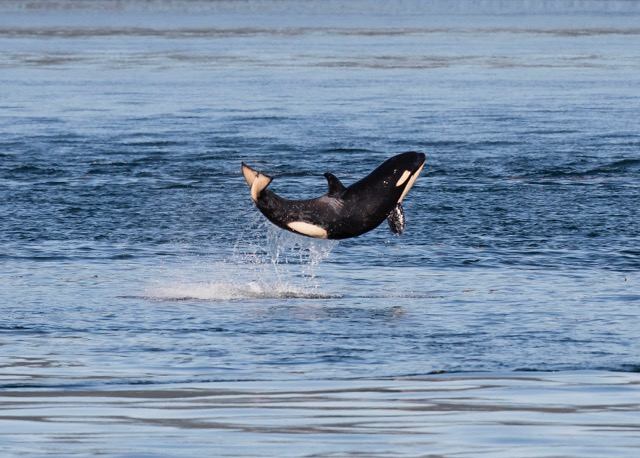 J50 breach in Haro Strait.  Photos: Naturalist Clint “Showtime” Rivers, Eagle Wing Tours, Victoria, BC.