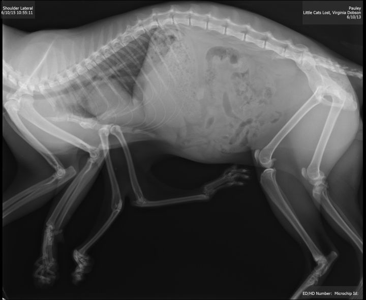 This X-ray shows Pauly the cat’s extra limbs.