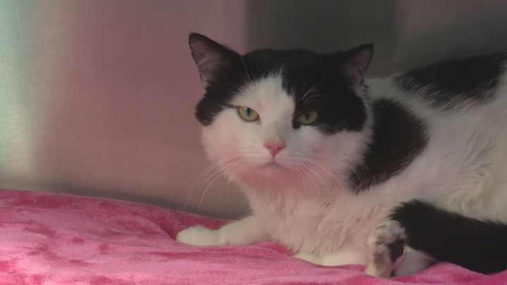 Pauly the six-legged cat.