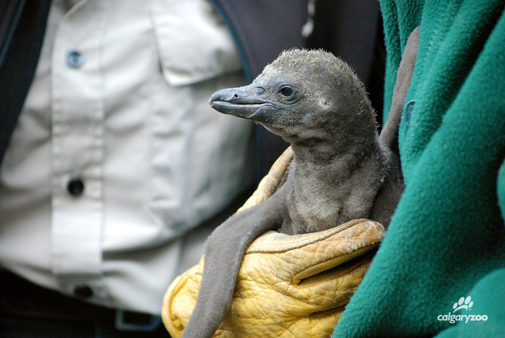 The Calgary Zoo's first Humboldt penguin chick arrived on June 26, 2015.