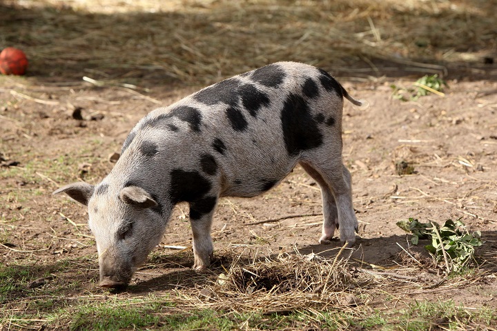 FILE: A fully grown micro pig is pictured in Christchurch, Cambridgeshire, Britain.