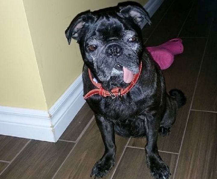 Cooda the pug right after being rescued.