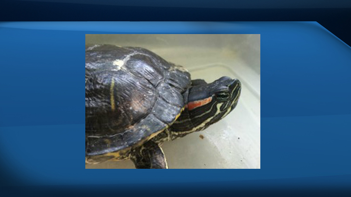 A specific breed of turtle keeps showing up in Wascana Lake, prompting a plea from researchers to refrain from releasing pets into the wild.