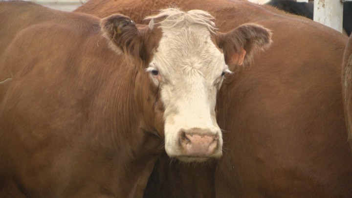 Saskatchewan's price at slaughter isn't as high as Alberta's new record, but it has gone up 37 per cent since May 2014