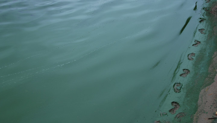 Recent warm weather in Saskatchewan creates ideal conditions for the formation of blue-green algae blooms.