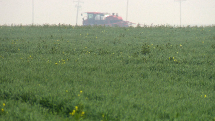 Topsoil moisture conditions quickly deteriorating in Saskatchewan, two-thirds of cropland rated short, very short.