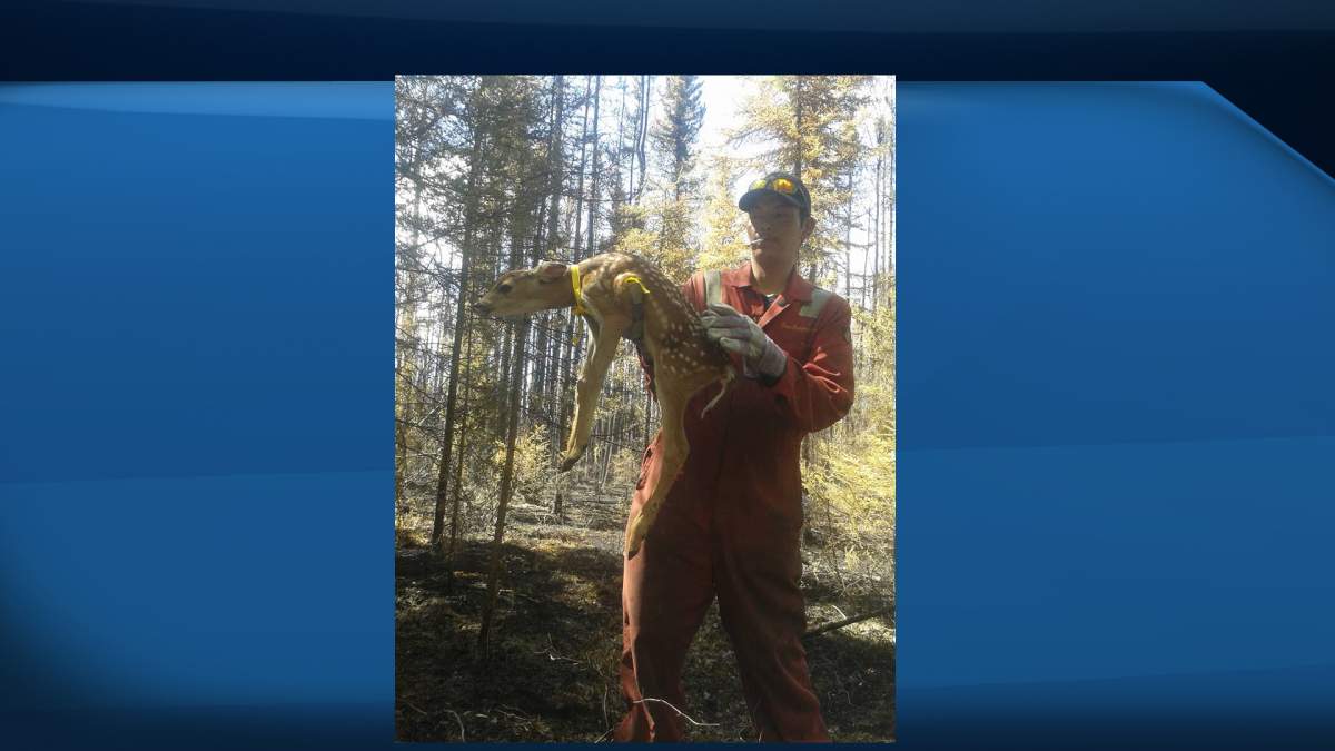 The baby fawn was brought to the Healing Haven Wildlife Rescue on June 11th where he was treated for burns on his feet and ears.