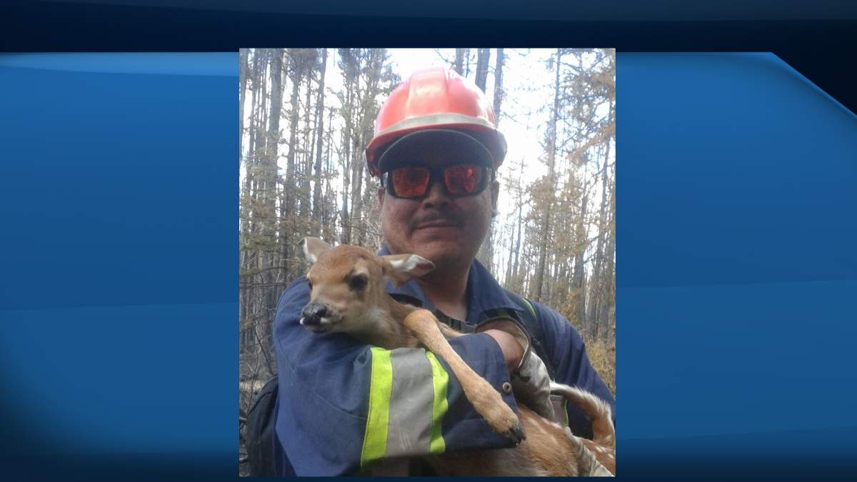 The baby fawn was brought to the Healing Haven Wildlife Rescue on June 11th where he was treated for burns on his feet and ears.
