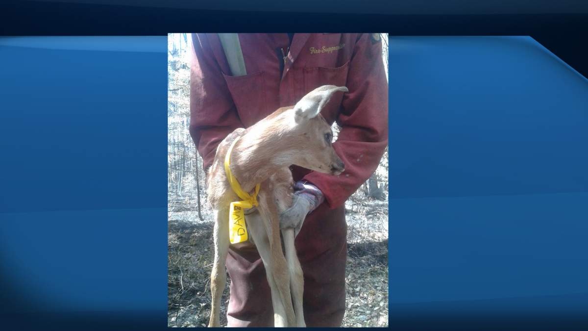 The baby fawn was brought to the Healing Haven Wildlife Rescue on June 11th where he was treated for burns on his feet and ears.