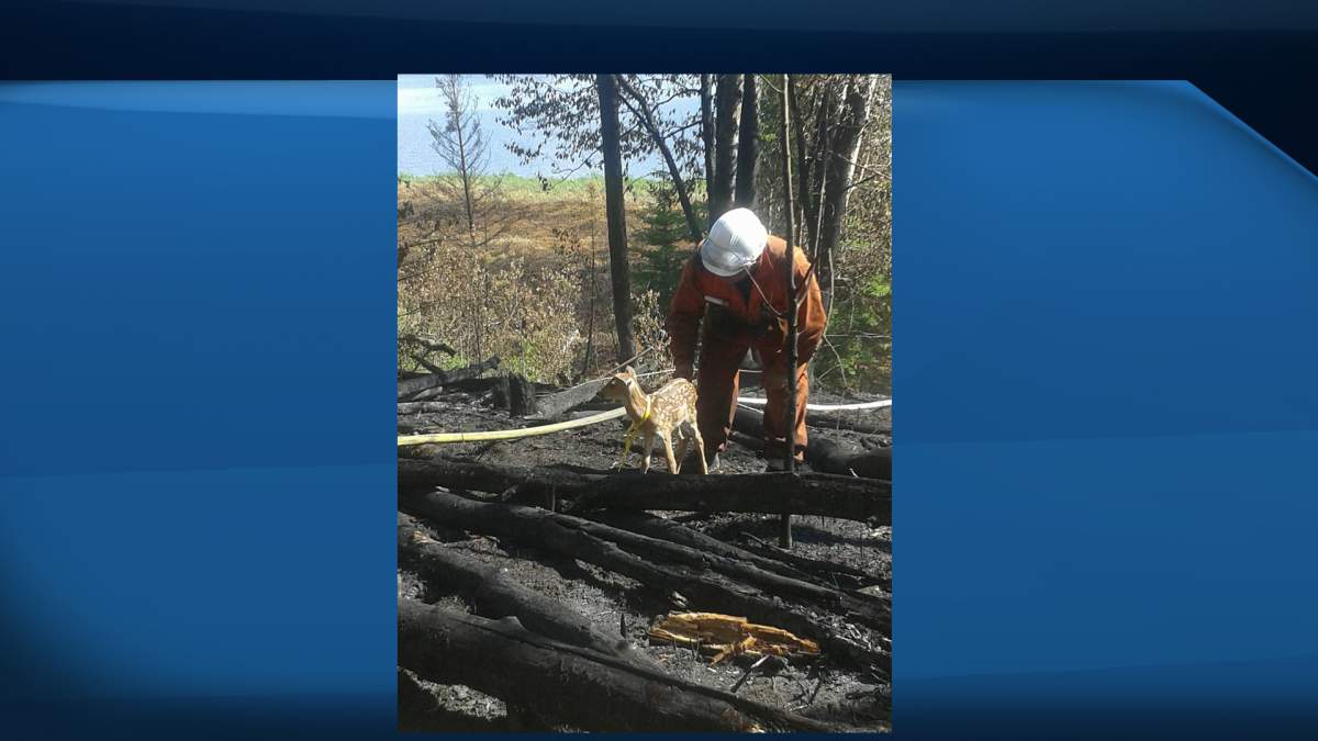 The baby fawn was brought to the Healing Haven Wildlife Rescue on June 11th where he was treated for burns on his feet and ears.