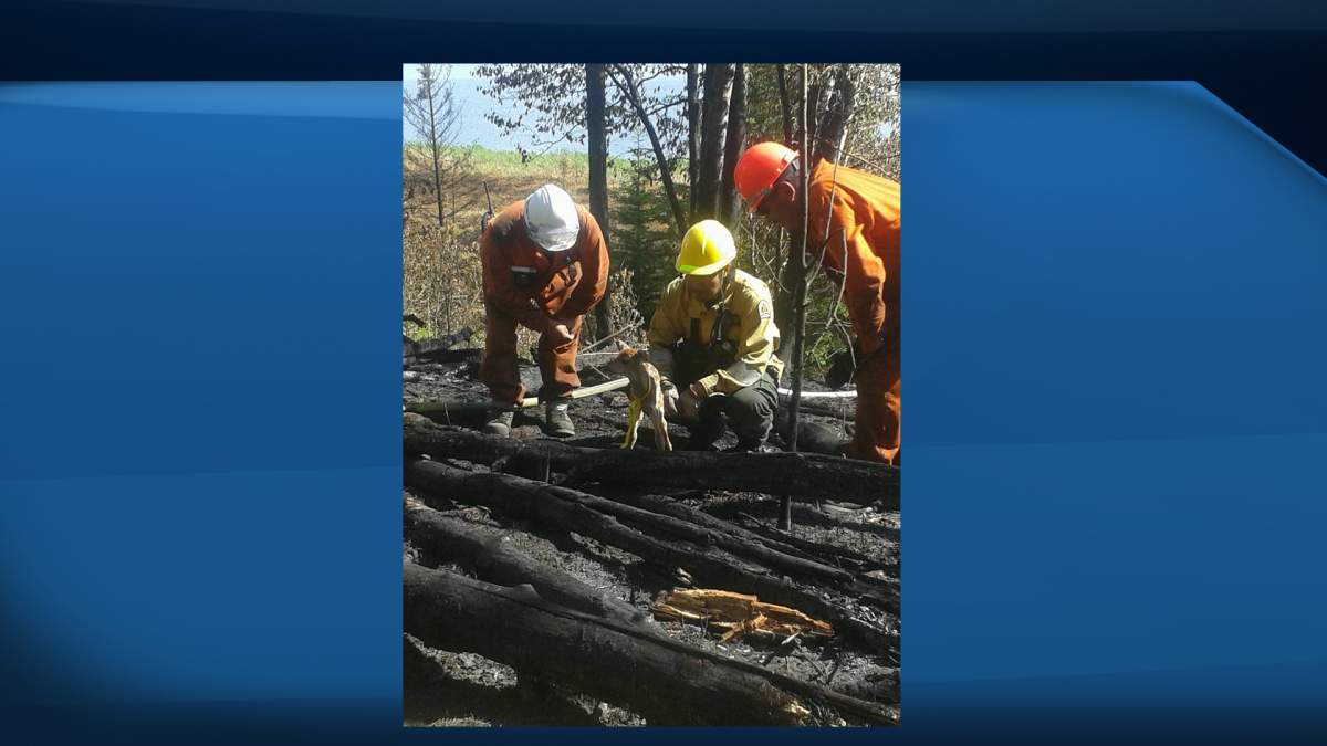 The baby fawn was brought to the Healing Haven Wildlife Rescue on June 11th where he was treated for burns on his feet and ears.
