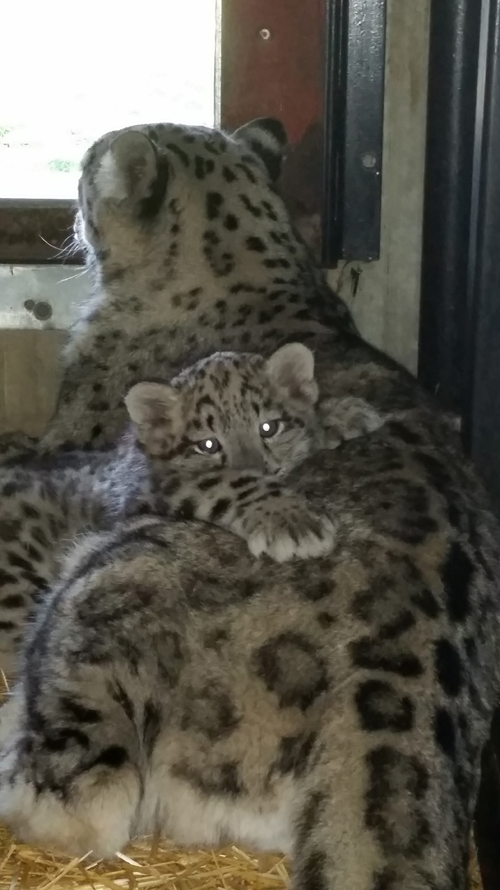 Winnipeg Assiniboine Park Zoo snow leopards Yuki Kang
