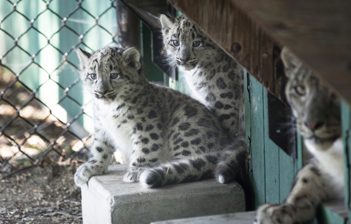 Winnipeg Assiniboine Park Zoo snow leopards Yuki Kang