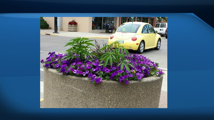 Swift Current RCMP were notified that in the town’s downtown core there were several marijuana plants growing alongside the flowers.