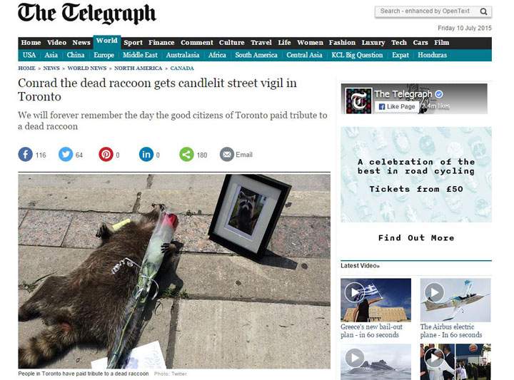 The day the world paid attention to Toronto’s dead raccoon - image