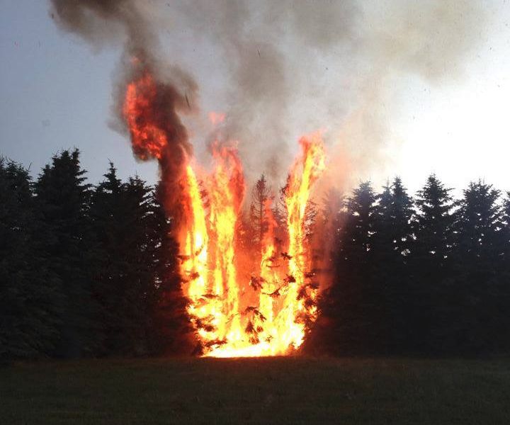 Lightning caused a tree fire in the area of 156 Street and 41 Avenue SW Friday, July 3, 2015.