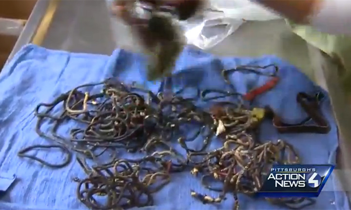 Tiki the black Labrador is recovering after having 62 hairbands, eight pairs of underwear, a Band-Aid and four elastic bands surgically removed from her stomach.