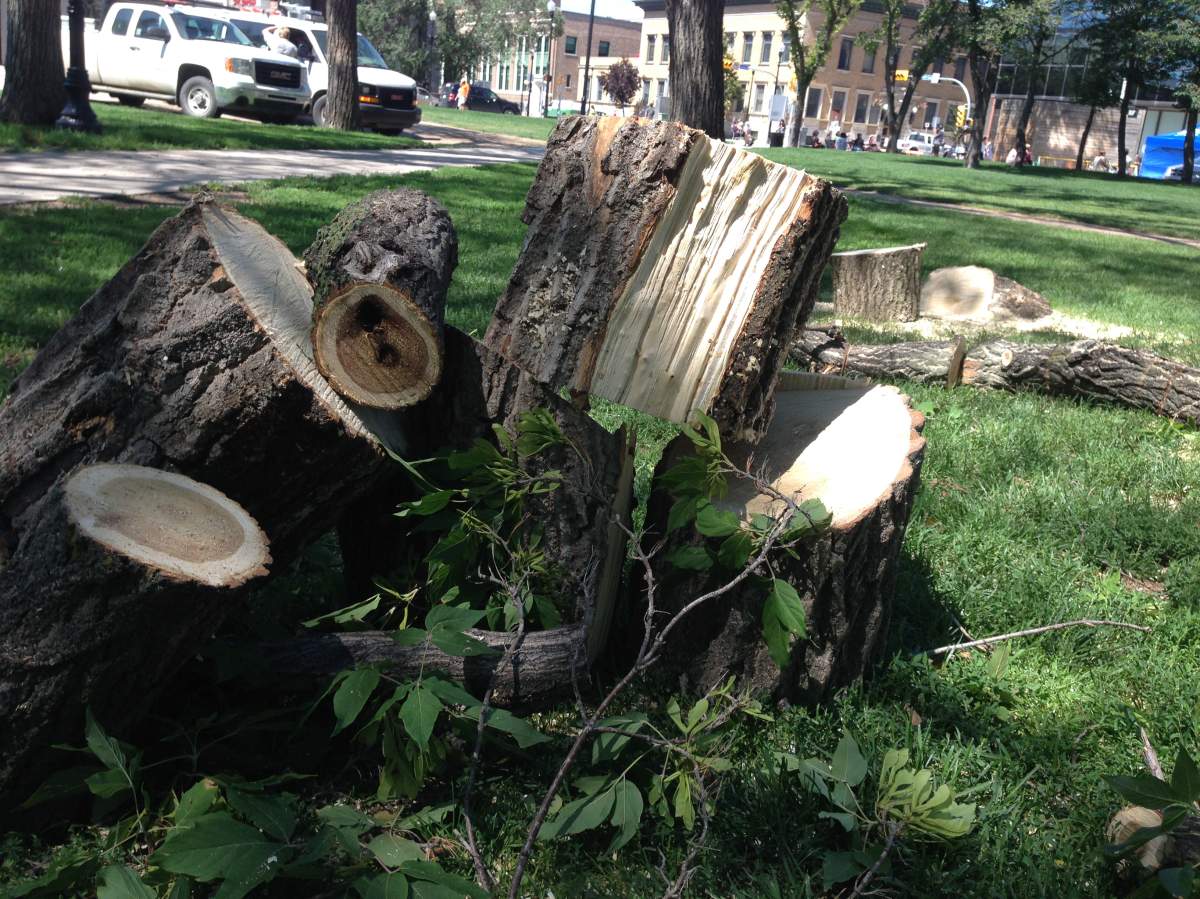 Regina residents have their work cut out for them after fierce storm - image