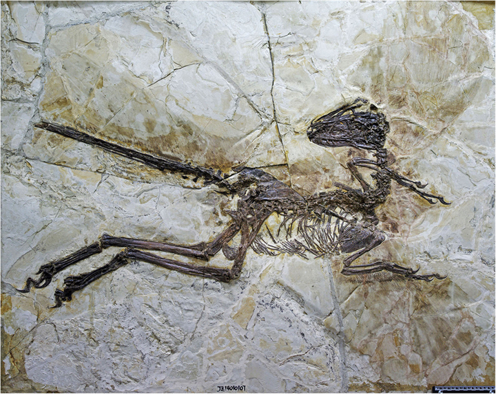 The fossil of the newly discovered dinosaur species Zhenyuanlong suni.