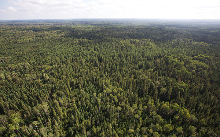The Boreal Forest  is seen from a helicopter near Cochrane Ontario on August 24, 2010.
