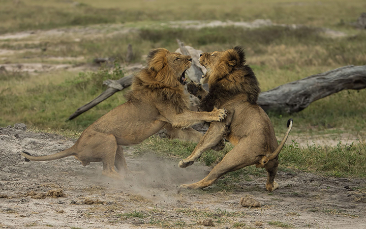 Cecil the lion (darker mane) with companion Jericho
at the Hwange National Park, Zimbabwe, May 2014.