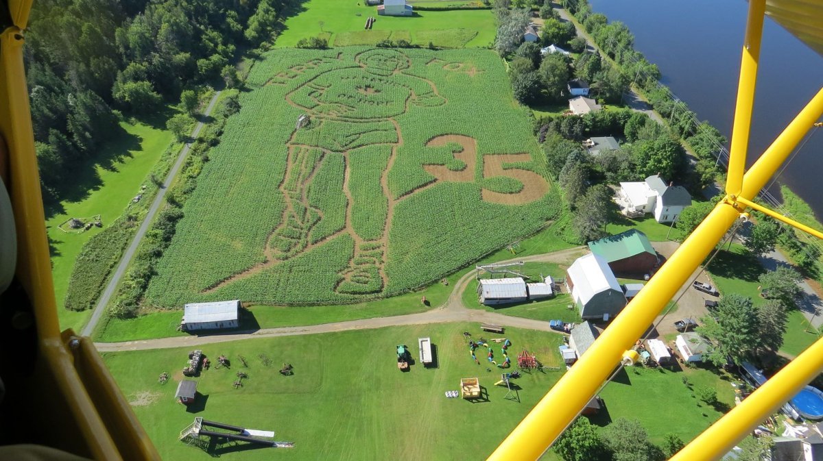 A giant corn maze of Terry Fox is carved out of the Hunter Brothers Farm in Florenceville-Bristol, New Brunswick.