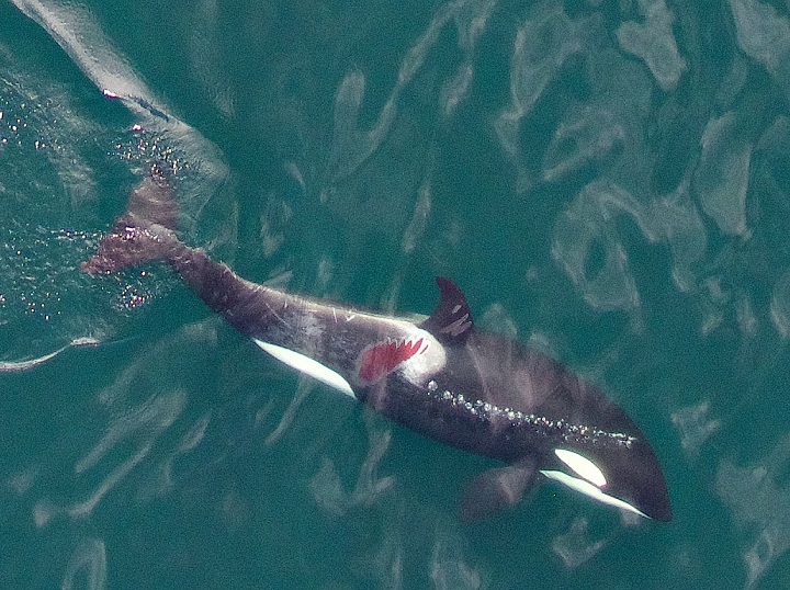 This image of an injured 6-year-old killer whale off the coast of Vancouver Island was taken with a hexacopter on Aug. 22.