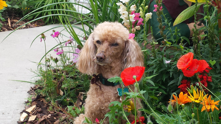 Aug. 28: This Your Saskatchewan photo was taken by Tim of his dog Scully on International Dog Day in Battleford.