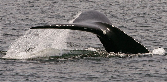 Pipeline would stress whales: group - image